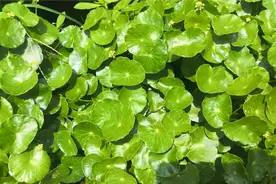 养殖铜钱草学会3个“口诀”，叶片又大又圆，绿的直冒油视频封面