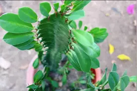龙骨夏天这样养护，生长旺盛，长速快！视频封面