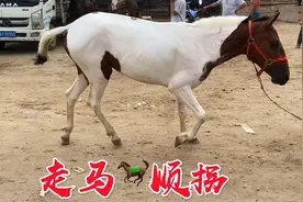 红头白身的花马走路顺着走，马主说这是天生的走马，你见过顺拐吗