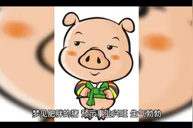 梦见猪@DOU+小助手视频封面