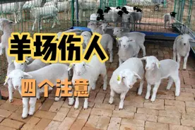 四个养羊场伤人的行为，你养羊就必须要了解视频封面