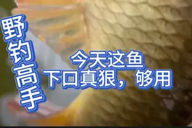 今天钓的鱼怎么了，下口这么狠呢视频封面