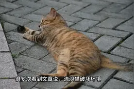 因为澳大利亚的野猫造成了生态灾难，所以我们要杀中国的猫？视频封面
