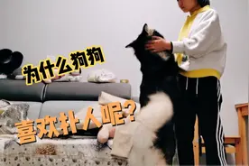 为什么狗狗总是喜欢扑人呢？？？