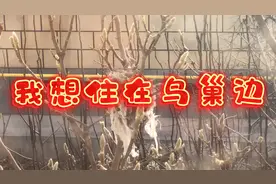 环境优良有鸟筑巢做窝风水好良禽择木而栖鸟是感官非常灵敏的动物视频封面