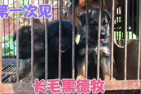 第一次见到黑色长毛德牧，还真的不错，大叔不舍得，到底怎么回事视频封面