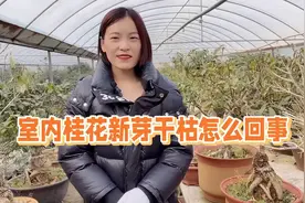 春天到了，室内养殖的桂花发出新芽后总是干尖黑芽是怎么回事？视频封面