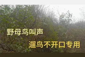野外母画眉鸟求偶叫声，遛鸟不开口专用，效果比家养母鸟好视频封面