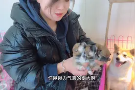 怀孕60天的柴犬，顺利产下3只小崽子，狗妈开心的合不拢嘴！视频封面