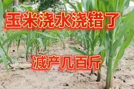 种植玉米干旱天气怎样浇水，水浇错了，减产几百斤视频封面