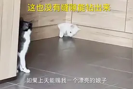 一点缝隙没有竟然从里面钻出来一只猫太神奇啦@八点半搞笑配音视频封面