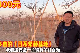山东大哥养了200亩品种日系紫藤，基地直销400元起，省内首屈一指视频封面