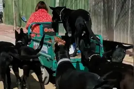 农村大姐家养数十条巨型黑狼犬看家，骑车出门都得护送主人老远视频封面