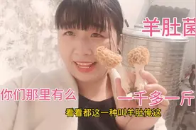 农村有种菌叫羊肚菌一千块钱一斤，农村媳妇半天只找到四颗视频封面