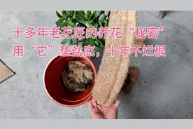 老花匠永远不会说的，养花“秘密”，盆底放一“物”，十年不烂根视频封面
