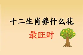 十二生肖养什么花最旺财视频封面