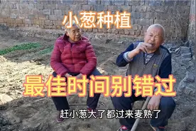 小葱最佳播种时间您清楚吗？掌握好节气好处多，老人这样说视频封面