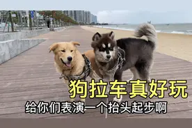 这才是正确遛狗方式，双四驱狗拉车，快乐加倍，百公里油耗一条狗视频封面