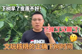 你知道文玩核桃下树的正确时间吗？