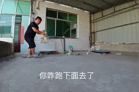 阿飞担心笨笨狗，残疾的毛豆狗懂事的安慰阿飞，还让他抱抱视频封面
