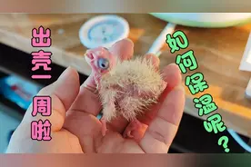 人工孵化的玄凤鹦鹉出壳一周啦，关于冬季如何保温你要了解一下吗