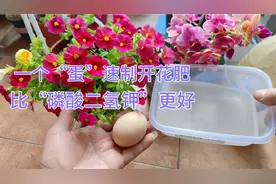 用“鸡蛋”速制开花肥，长根、养叶、又促开花，比磷酸二氢钾更好