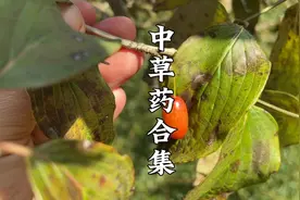 从春天拍到秋天，整理了50种农村常见中草药，看看你都认识哪几种