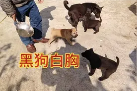 人人都说黑狗白胸养了不吉利、这到底是什么逻辑！有知道的吗？视频封面
