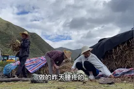 回老家帮爷爷奶奶拔红芸豆，陪在家人身边好处就是有事能随叫随到