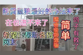 防黄鼠狼最好的办法来了简单适合各种宠物鸽子也有救了视频封面