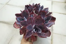 太阳花全部被拔出来了，原因是土里长满了蚧壳虫。晚霞服盆后好美视频封面