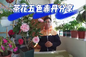 新手花友看过来！这才是五色赤丹，不要傻傻被骗了#五色赤丹分享#视频封面