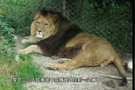 周公解梦之梦见狮子（二）视频封面