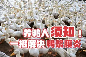 还不知道鸭浆膜炎如何解决？学会这一招，不管肉鸭蛋鸭，轻松解决