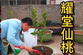 鸡蛋果的湿苞极品大果，口感好且非常甜小孩大人都爱吃的耀堂仙桃视频封面