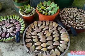 用3个锅扦插了几盆多肉叶片，期待明年收获满满，掰叶片太解压了视频封面