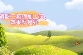 芸苔素和磷酸二氢钾别再用错了，搭配使用效果就是好，试试看视频封面