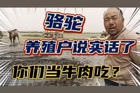 骆驼养殖户提醒大家，骆驼肉很多人拿来当牛肉卖
