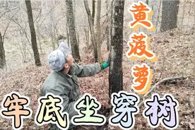 吴叔家的婶上火牙疼，小陈给挖点野枸杞根，遇到珍贵树种黄菠萝视频封面