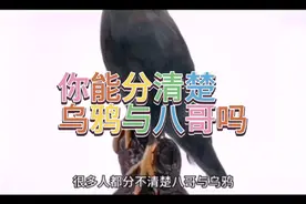 教你怎么辨认乌鸦与八哥视频封面