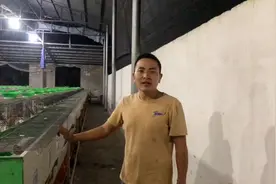 【小母返乡创业第4集】兔子是怎么交配的视频封面