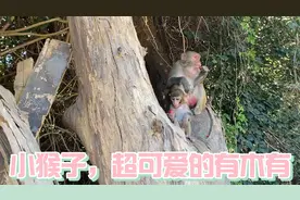 超可爱的小猴子，给什么吃什么，猴妈妈还会给小猴抓虱子