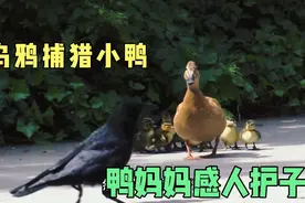 乌鸦捕猎小鸭，鸭妈妈拼命保护小鸭，看完被感动到了视频封面