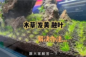 水草发黄、融叶、腐烂、甚至死掉是什么原因..？跟大家解答一下..视频封面