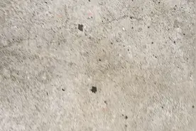 传说中的蜱虫今天让我找到它的老巢了，看到头皮发麻！😰😰😰视频封面