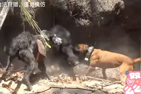 猎狗大战野猪，野猪被猎狗疯狂撕咬发出哀嚎，场面太激烈了视频封面