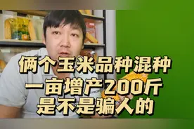 俩个玉米种子混种，一亩地增产200斤，是真的吗？还是骗人的视频封面