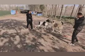 中亚“老虎”对战高狼“巴顿”，两只小青年第一，二回合平局！视频封面