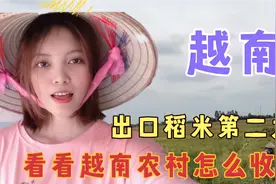 越南是世界出口稻米的第二大国，看看越南农村是怎么收割的？视频封面