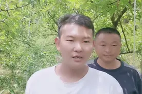 贵州王总5年蜂糖李树：单株产量80到100斤究竟什么原因高产！